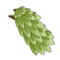 Earth Kwape