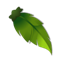 Green Piwi Cape