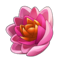 War T Lotus