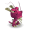 Pink Dragoone